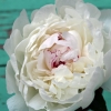 Pretty Peony