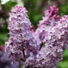 Lilacs in bloom
