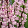 Lupine